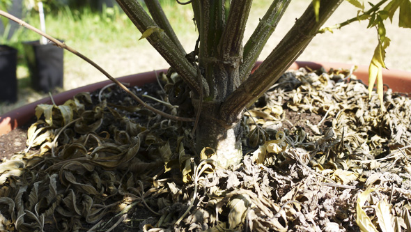 Fusarium-Welke bei Cannabis