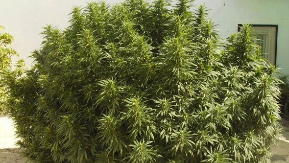 Große Cannabispflanze