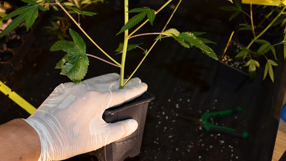 Cannabispflanze bereit zum umsetzen