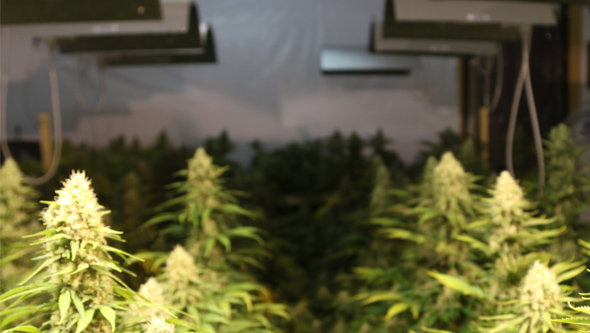 Cannabis Indooranbau