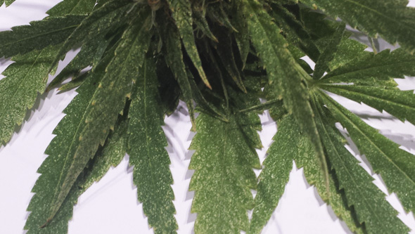 Cannabispflanze während der Blütezeit unter dem Angriff von Roten Spinnmilben