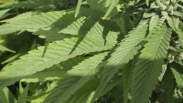 Blühende Cannabispflanze zu Beginn eines roten Spinnmilben Befalls