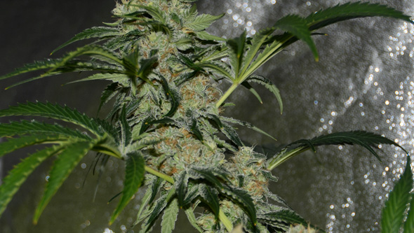 cultivo cannabis indoor