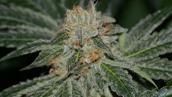 growing cannabis indoors
