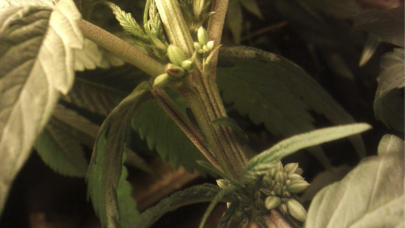 Male cannabis pre-flowers