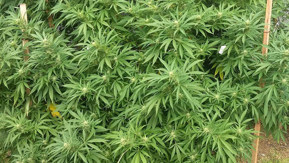fertilizing cannabis grown in the ground