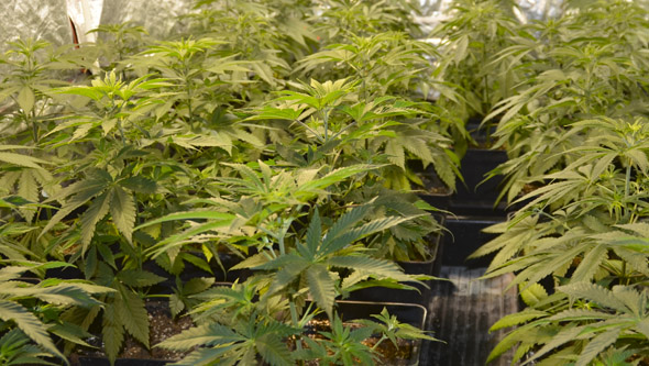Wachstum der Cannabispflanzen