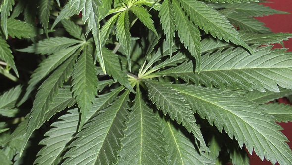 Gesund ernährte Cannabispflanze