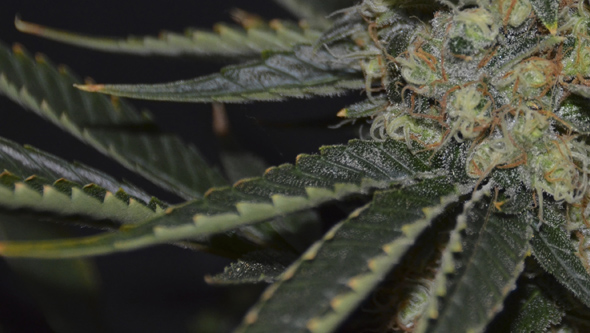 Überdüngte Cannabispflanze