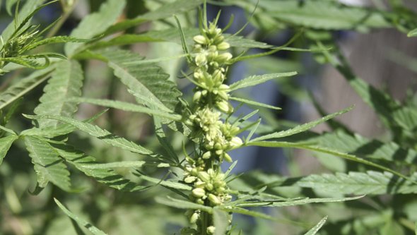 Männliche Cannabispflanze