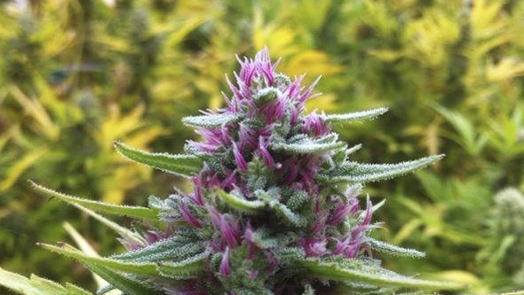 Cannabispflanzen mit rosa Stempel, von Eva Seeds