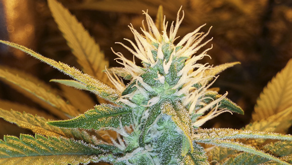 Cannabispflanzen Blütenbeginn