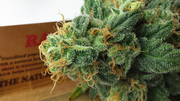 Frische Cannabisblüte