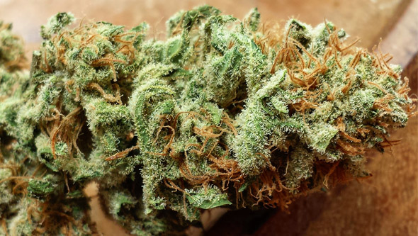 getrocknete Cannabisblüten