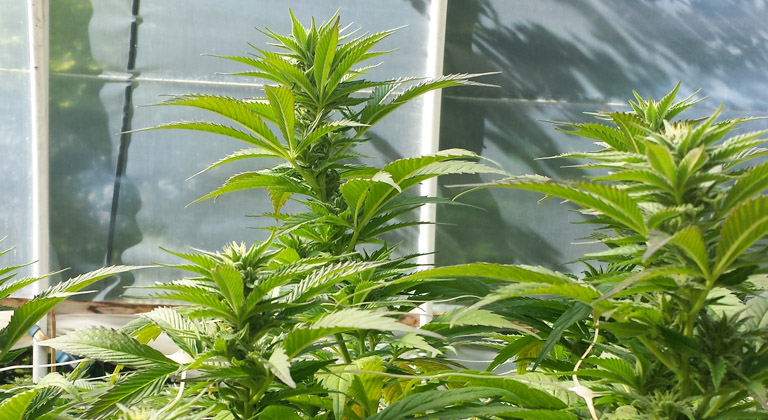 Cannabispflanzen Zu Hause Anbauen