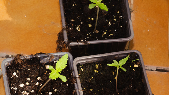 Kleine Cannabispflanzen