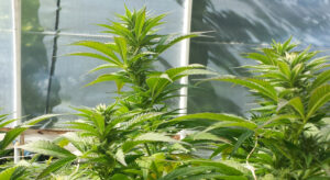 guia cultivo marihuana