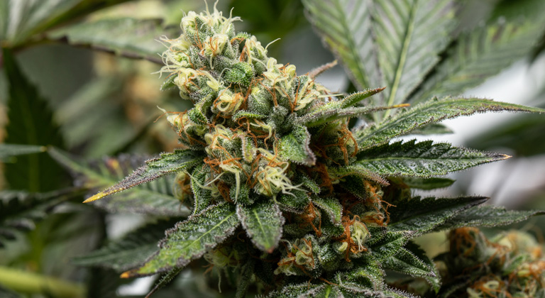 Culture de Cannabis en SCROG- Alchimia Grow Shop