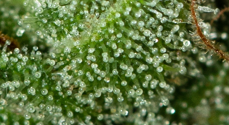 reines CBD