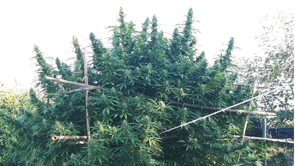 pruned cannabis