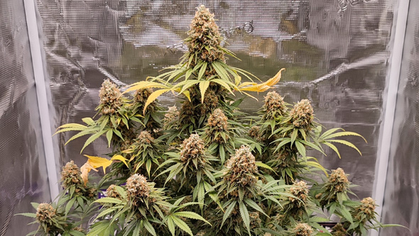 cannabis sin poda