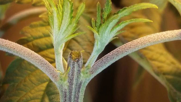 como hacer podas cannabis