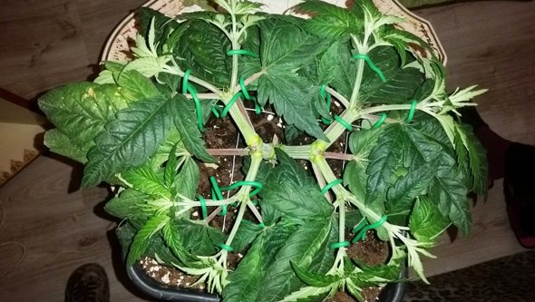 como podar cannabis
