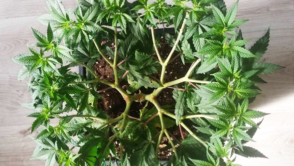 lst pruning