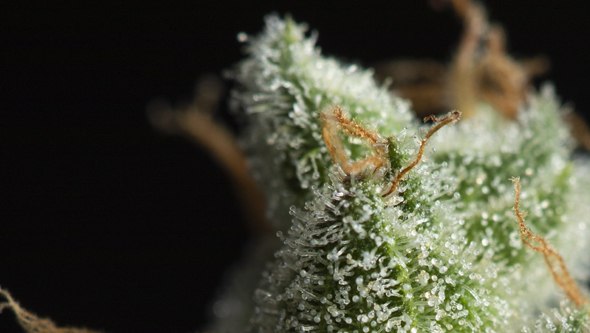 Was sind Cannabis-Terpene