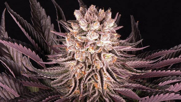 mimosa evo eseeds mimosa hybrid