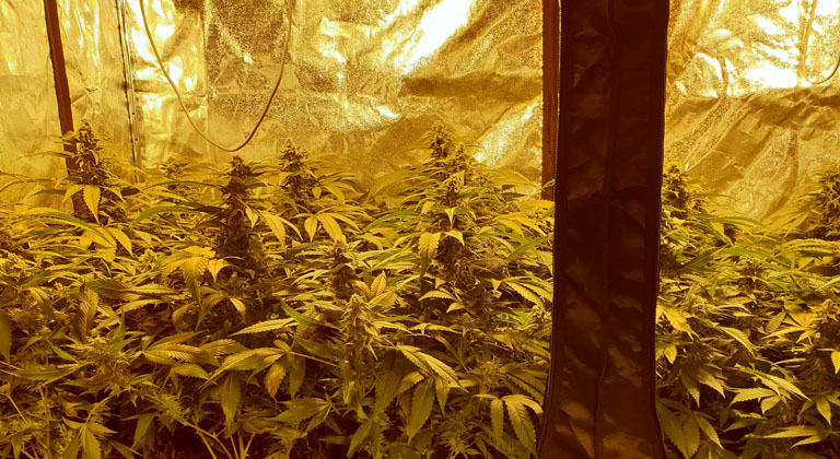 Hanfsamen marihuana-samen trockene samen zum pflanzen isoliert auf