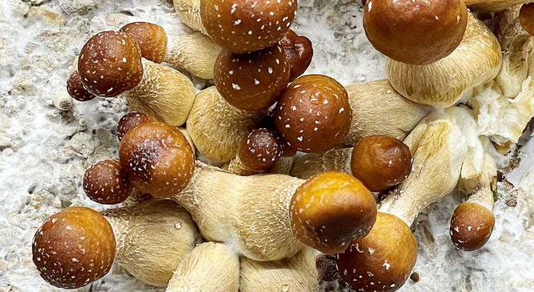 Culture des champignons dans nos serres extérieures