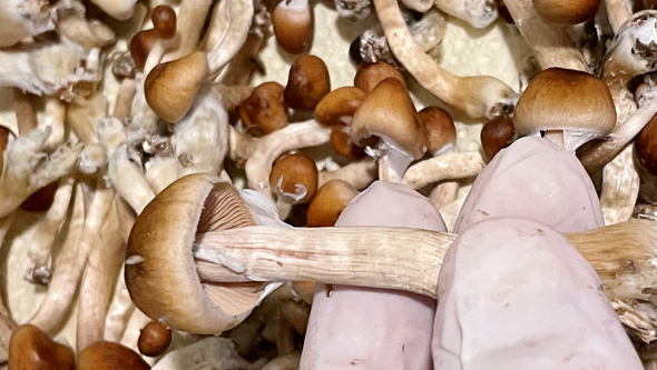 Anbau Magic Mushrooms