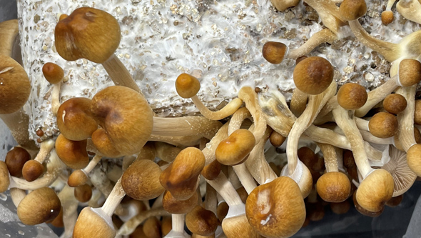 Culture de champignons à la maison - La Huerta Blog