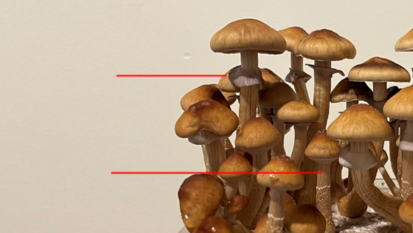 Anbau von Magic Mushrooms zu Hause