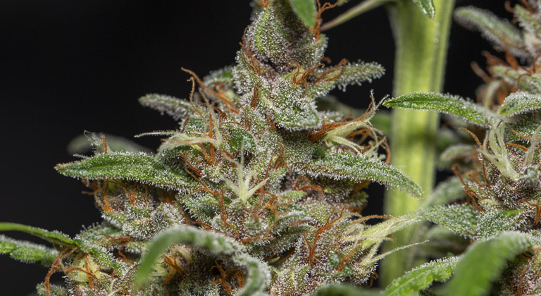 cogollo morado