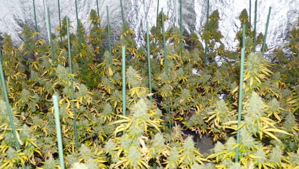 yellow cannabis leaves