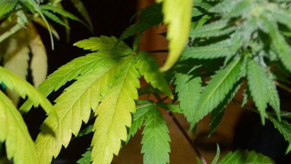 plante cannabis verte