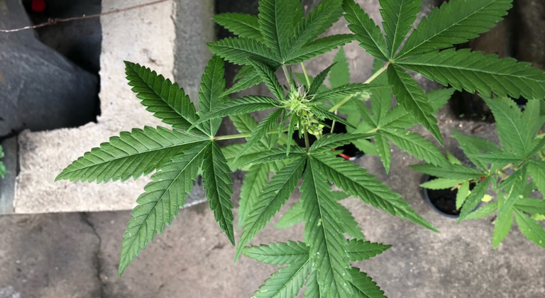 Männliche und weibliche Cannabispflanzen