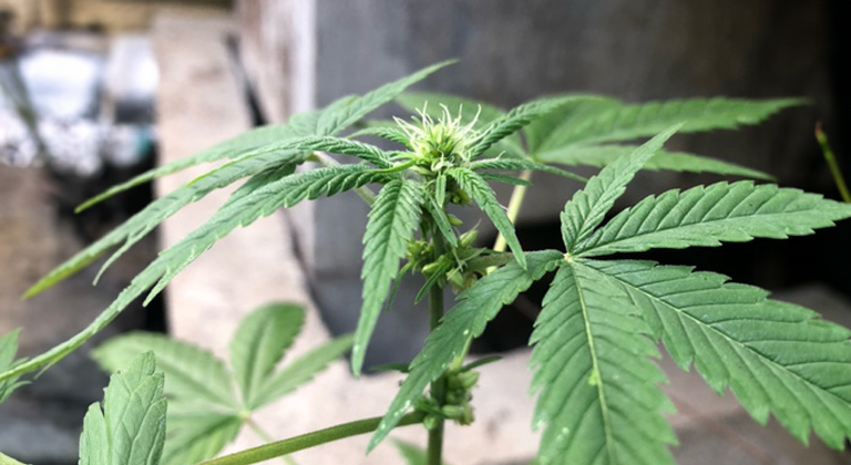 hermaphroditisches Cannabis