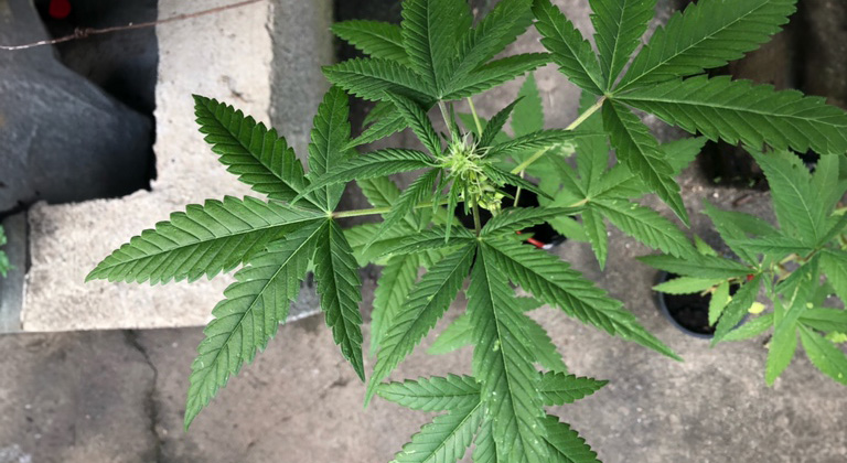 male and female cannabis plants