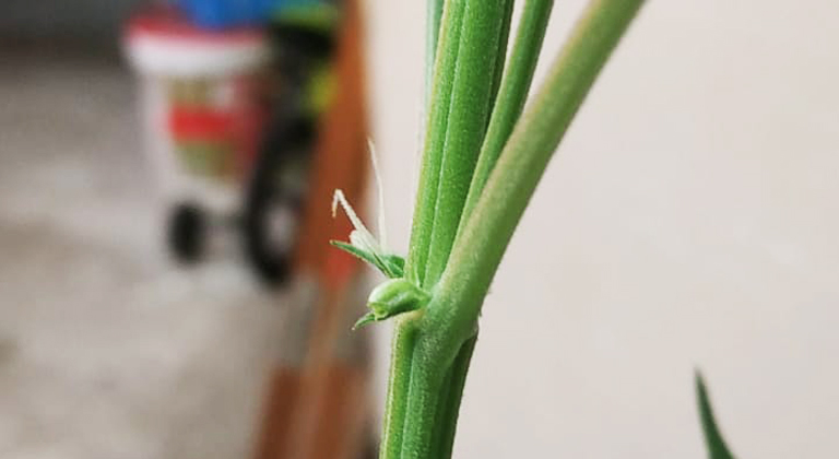 hermaphroditism cannabis plant