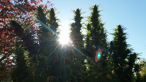 autocultivo de marihuana