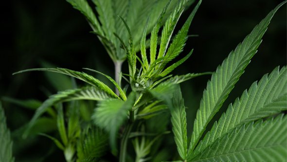 cannabis en croissance