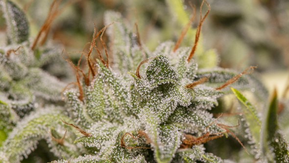 Wann erntet man Cannabis