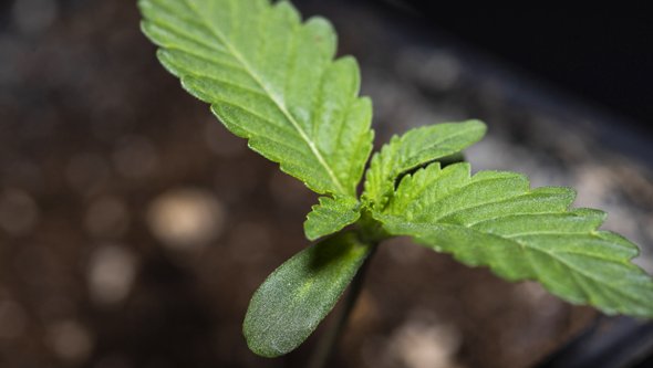 plante de cannabis nouvellement née