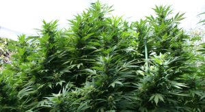 cultivo outdoor