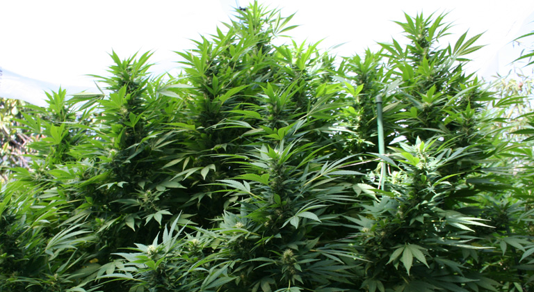 cultivo outdoor