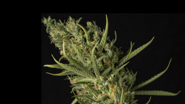 cogollos cannabis grandes