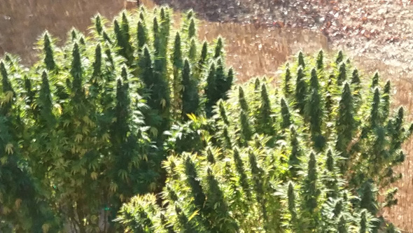 plantas marihuana grandes bigger cannabis buds